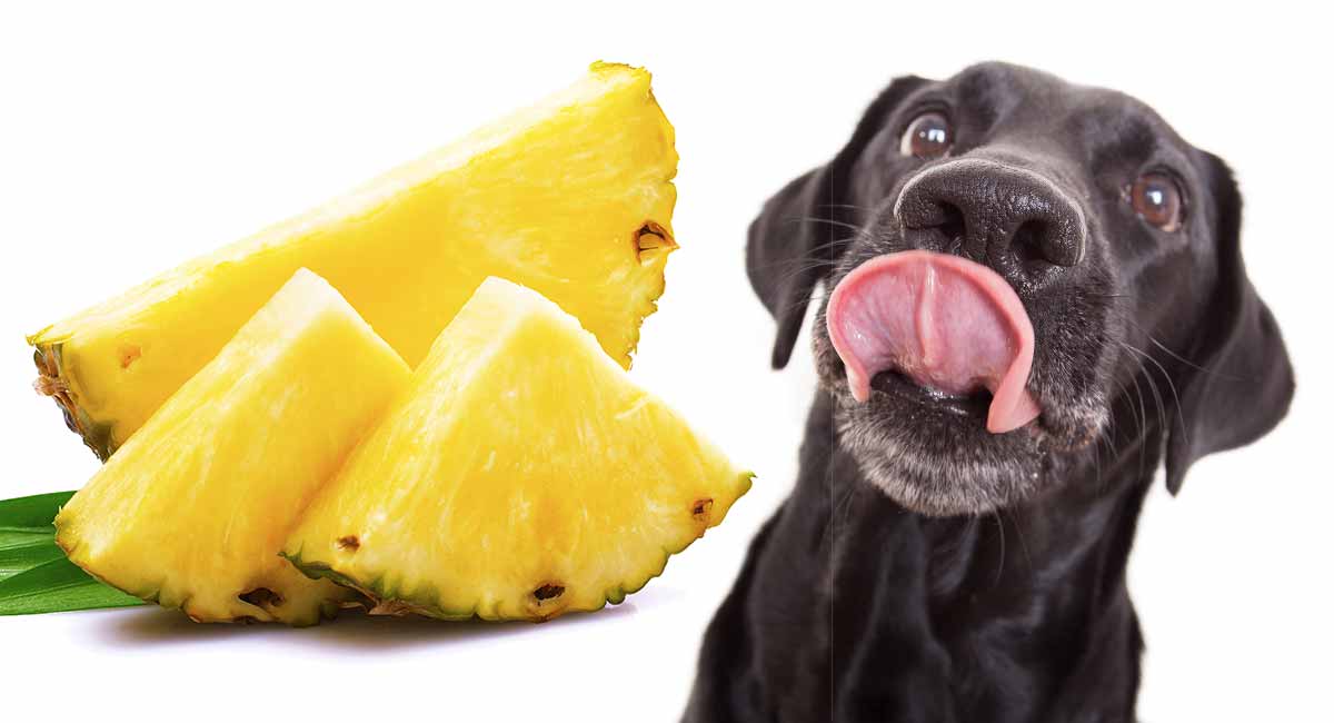 Are Dogs Safe To Eat Pineapple?