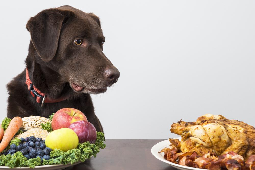 Nutritional Requirements For Dogs