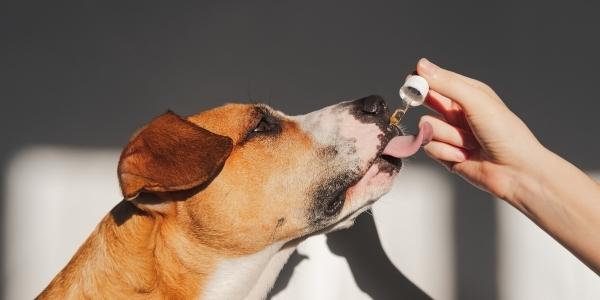 Fish Oil For Dogs