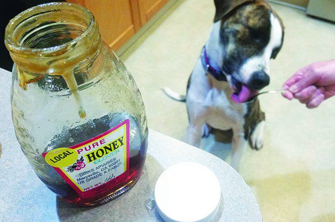 Using Manuka Honey for Dogs: 5 Benefits