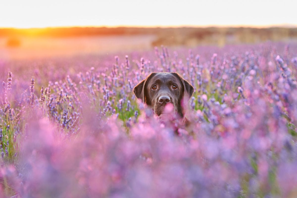 Are Dogs Healthy Around Lavender?