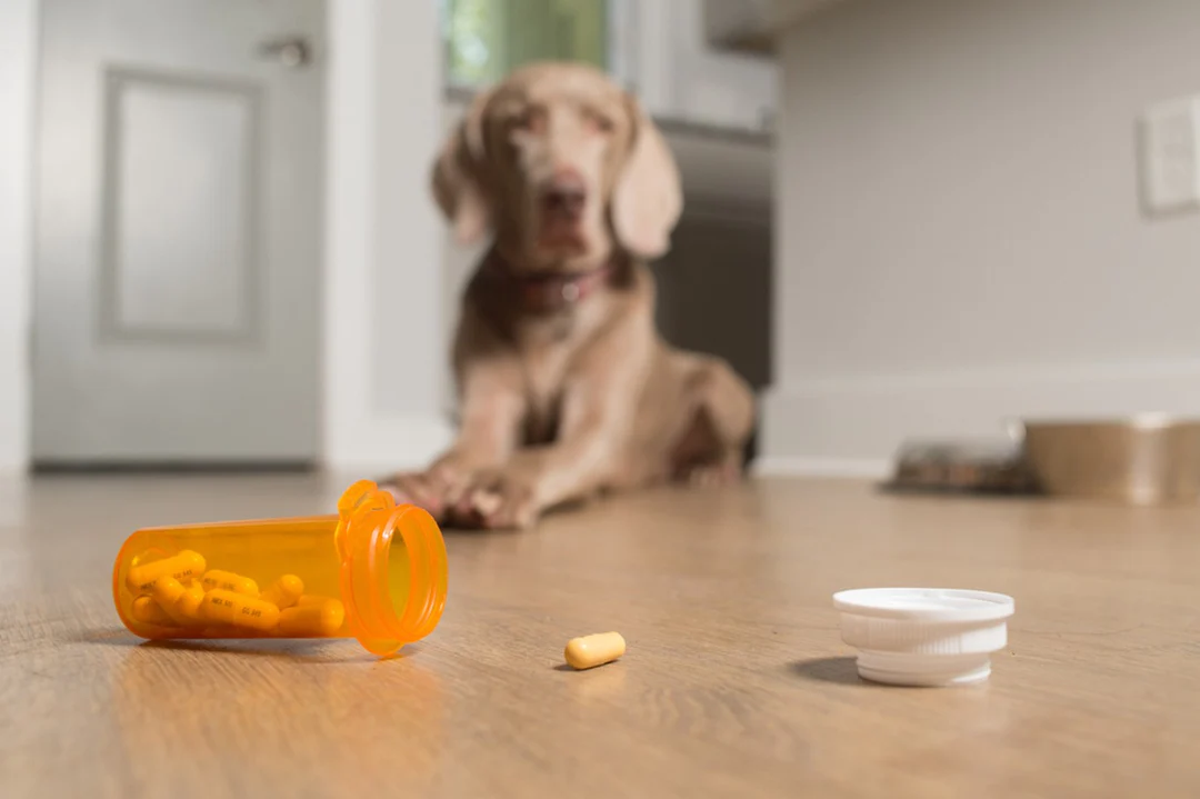 Tylenol - Can Pets Take It?